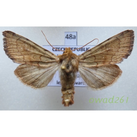 Sideridis lampra (Schawerda, 1913) Czech48a